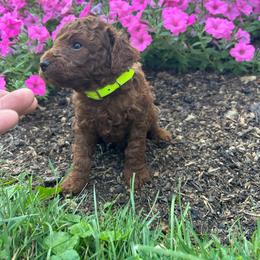 Atlas - Red  male Goldendoodle puppy in Germantown, Maryland from Honey Blossom Doodles