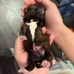 Cash - Sesame male Shiba Inu puppy in Santa Ana, California from SmolBeans Kennel