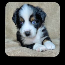 Elsa - Miniature Australian Shepherd puppy in Jacksonville, Texas from AG Toy & Mini Aussies