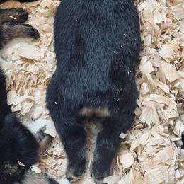 Rottweiler Puppies from Vom Arnold-Hause Rottweilers