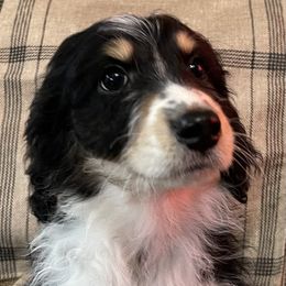 4 - Black tri-color male Aussiedoodle puppy in Tenino, Washington from Silvercreek Aussies and Aussiedoodles