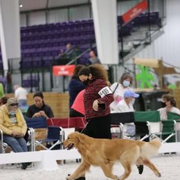 Golden Retriever Puppies from Aubergine Goldens