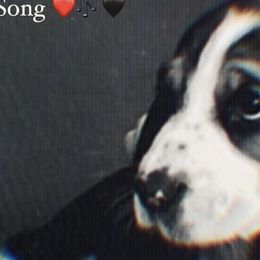 Basset Hounds from Heartsong Hounds