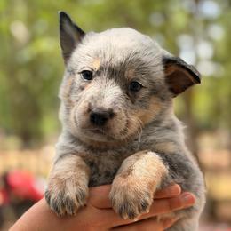 Adorable Cuddly Male - Blue speckled male Australian Cattle Dog puppy in Scurry, Texas from RedHorizon AKC Australian Cattle Dogs (Heelers)