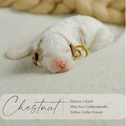 Chestnut - Parti female Goldendoodle puppy in Hiddenite, North Carolina from Rose and Reid Doodles
