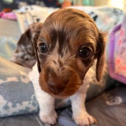 Sharpie - Chocolate and tan male Dachshund puppy in Clarksdale, Mississippi from Bo Didley's Doxies
