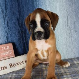 Reserved - Cadogans Wisteria - Fawn female Boxer puppy in Clinton, Iowa from Cadogans Boxers