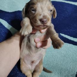 Loki - Dapple male Dachshund puppy in Hudson, Michigan from Mittentail Kennel Miniature Dachshunds & Australian Shepherds