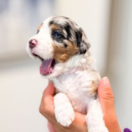 Gidget - Blue merle female Bernedoodle puppy in Ontario, California from Teddy Doodles & Standard Poodles