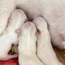 Boy 1 - White male Maltese puppy in San Diego, Temecula, Ontario, California from Yorkie & Maltese Royalty