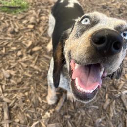 Sybil Jean - Beagle