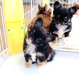 Doll 9800(tri-color black) show quality - Black and tan female Chihuahua puppy in Santa Rosa Beach, Florida from Eva's Chihuahua