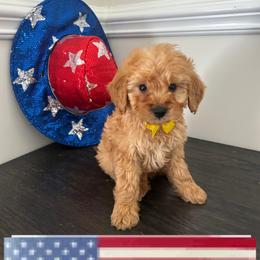 Yellow Heart - Apricot male Goldendoodle puppy in Germantown, Maryland from Honey Blossom Doodles