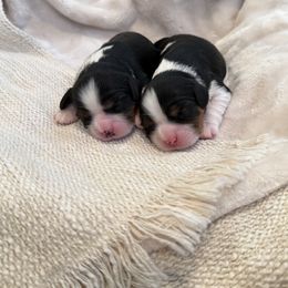Cavalier King Charles Spaniel Puppies from Storycrest Cavaliers