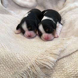 Cavalier King Charles Spaniel Puppies from Storycrest Cavaliers