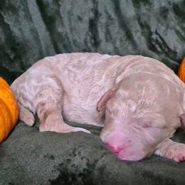 Pumpkin - Fawn and white male Sheepadoodle puppy in Austin, Texas from Darling Doodles