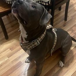 American Staffordshire Terriers from Niyomis Pups