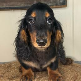 Waylon - Black and tan male Dachshund puppy in Ava, Missouri from Beaver Creek Kennels