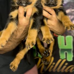 Rottweiler Puppies from VHWilliamsRottweilers