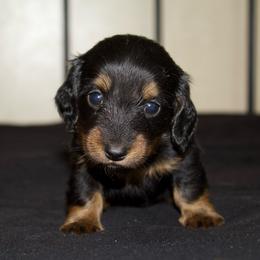 Crane (health tested parents ) - Black and tan male Dachshund puppy in Midland, Texas from The Barefield Doxies