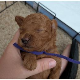 Purple - Red female Whoodle puppy in Layton, Utah from Penny's Puppies