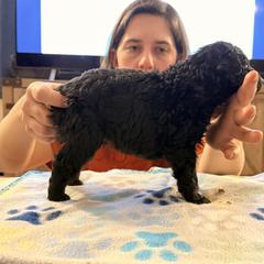 Skye - Black male Mudi puppy in Franklinville, New Jersey from Velaris