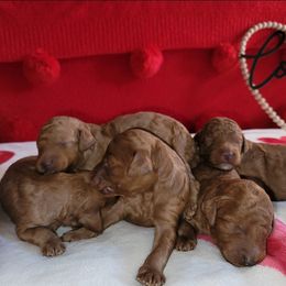 Poodle Puppies from Caboodles of Poodles