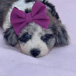Avery - Parti female Maltipoo puppy in Berea, Kentucky from Blair’s Furry Friends