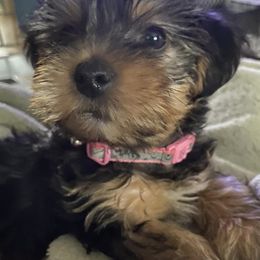 Yorkshire Terriers from Elizardo Yorkies