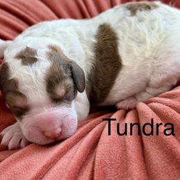 Boy 4 - male Bernedoodle puppy in Russellville, Arkansas from Crossgate Doodles