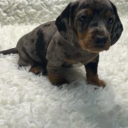 Tuff - Dapple male Dachshund puppy in Council Hill, Oklahoma from Rocky Springs Ranch