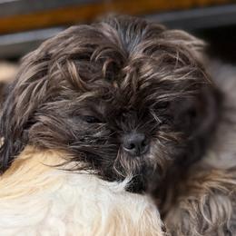 Bertie - Brindle female Shih Tzu puppy in Victorville, California from RUMBLE n TUMBLE