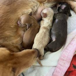 Aurora - Red female Dachshund puppy in Yucaipa, California from Motorhead Dachshunds