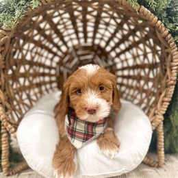 Woodstock - Caramel cream male Australian Labradoodle puppy in Palmdale, California from Pixie Doodle Paws