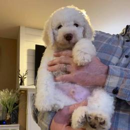 Havapoos, Lagotti Romagnoli, and Poodles from Che Bella Amore Lagotti