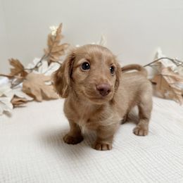 Harlan - Cream male Dachshund puppy in San Diego, California from Enchantables