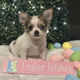 Marki - Fawn and white female Chihuahua puppy in Northboro, Iowa from So Sweet Chihuahuas