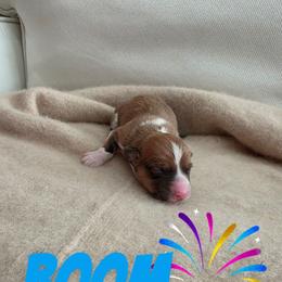 Boom - White and red male Pembroke Welsh Corgi puppy in Indianapolis, Indiana from Mk’s Corgis
