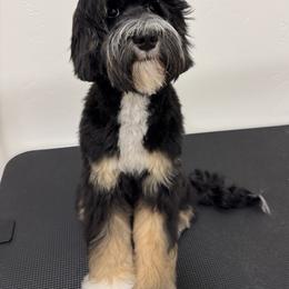 Moana - Tri-color female Australian Labradoodle puppy in Newdale, Idaho from Grand Peaks Labradoodles