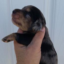 Friday - Dapple male Dachshund puppy in El Paso, Texas from Mells Weenies