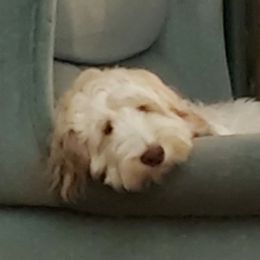 Mr. Button - Apricot Australian Labradoodle puppy in Riverside And Yucaipa, California from Whimsical Australian Labradoodles