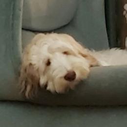 Mr. Button - Apricot Australian Labradoodle puppy in Riverside And Yucaipa, California from Whimsical Australian Labradoodles