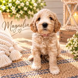 Magnolia - Cream female Double Doodle puppy in Whitsett, North Carolina from Rock Creek Doodles NC