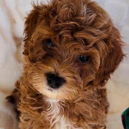 Peanut - Red  male Goldendoodle puppy in Maricopa, Arizona from AZ Designer Goldendoodles