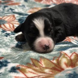Jewel - Black tri female Toy Australian Shepherd puppy in Milton Freewater, Oregon from Sparkling Cross Toy & Mini Aussies