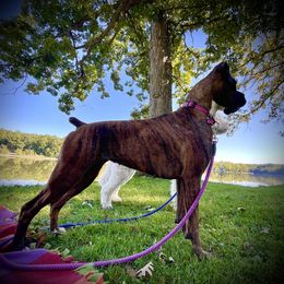 Mabel - Boxer