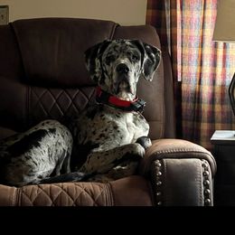 ZENA - Great Dane