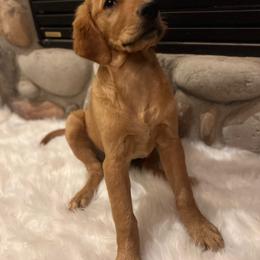Clearwater - Goldendoodle puppy from 2 Lazy Ts Ranch