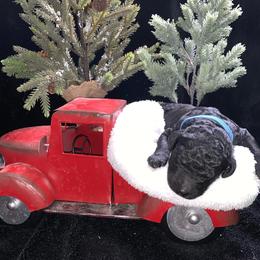 Goldendoodle Puppies from Nikki Lunt's Goldendoodles