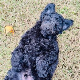 Pip - Blue male Poodle puppy in Princeton, North Carolina from Boon Hill Poodles